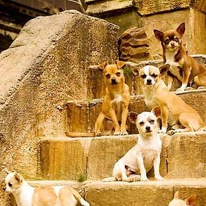 Foto Un chihuahua en Beverly Hills