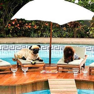 Foto Un chihuahua en Beverly Hills