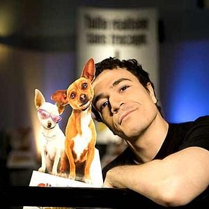 Foto Un chihuahua en Beverly Hills