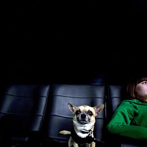 Foto Un chihuahua en Beverly Hills