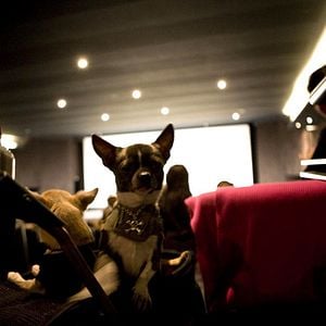 Foto Un chihuahua en Beverly Hills