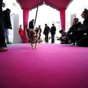 Foto Un chihuahua en Beverly Hills