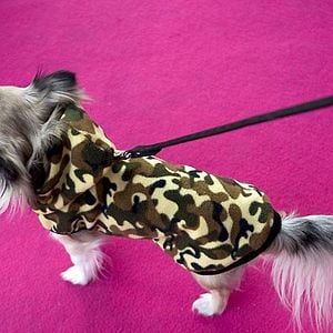 Foto Un chihuahua en Beverly Hills