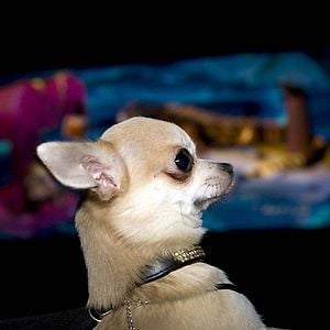 Foto Un chihuahua en Beverly Hills
