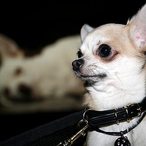 Foto Un chihuahua en Beverly Hills