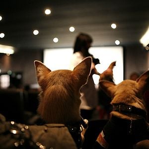 Foto Un chihuahua en Beverly Hills