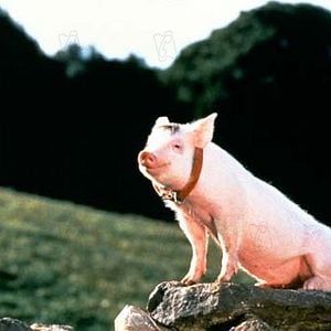 Foto Babe, el cerdito valiente