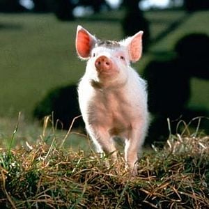 Foto Babe, el cerdito valiente