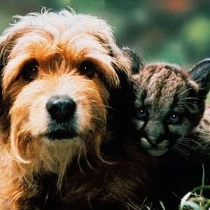 Foto Cuatro cachorros para salvar