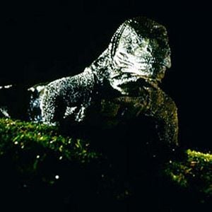 Foto Michael Lantieri