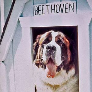 Foto Beethoven: Uno más de la familia