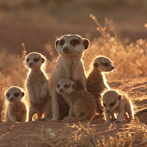Foto The Meerkats