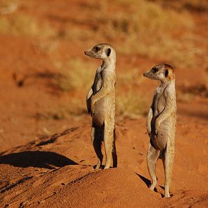 Foto The Meerkats