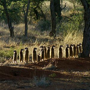 Foto The Meerkats
