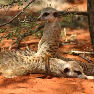 Foto The Meerkats