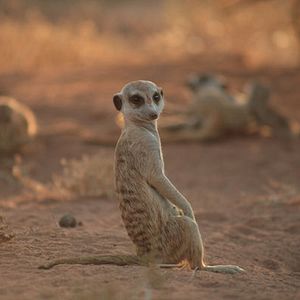 Foto The Meerkats