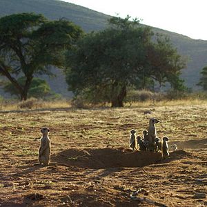 Foto The Meerkats