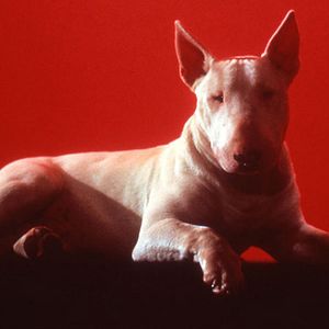 Foto Jérôme Boivin