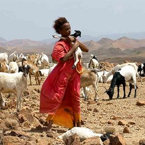 Foto Flor del desierto