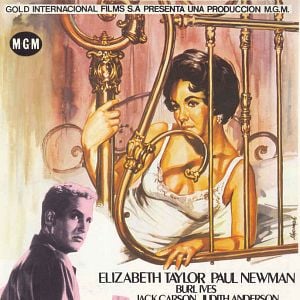 Foto La gata sobre el tejado de zinc