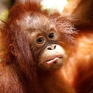 Foto Charlie Hamilton James