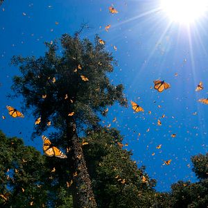 Foto Disneynature: Wings of Life