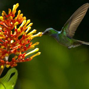 Foto Disneynature: Wings of Life