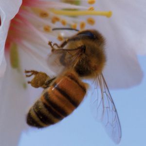 Foto Disneynature: Wings of Life