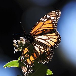 Foto Disneynature: Wings of Life