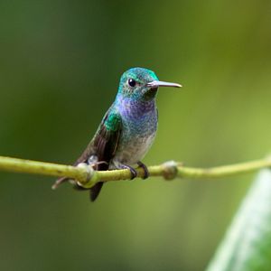 Foto Disneynature: Wings of Life