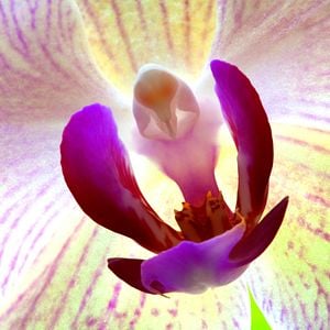 Foto Disneynature: Wings of Life