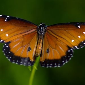 Foto Disneynature: Wings of Life