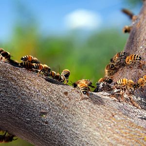 Foto Disneynature: Wings of Life