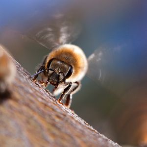 Foto Disneynature: Wings of Life