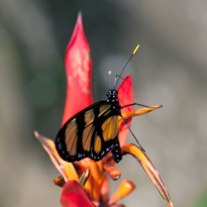 Foto Disneynature: Wings of Life