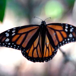 Foto Disneynature: Wings of Life