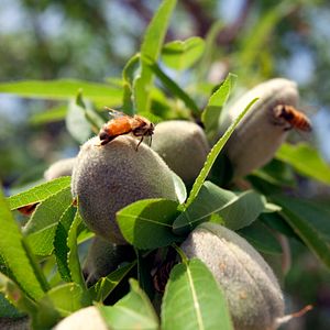 Foto Disneynature: Wings of Life