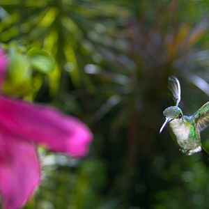 Foto Disneynature: Wings of Life