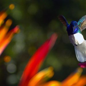 Foto Disneynature: Wings of Life