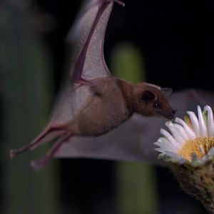 Foto Disneynature: Wings of Life