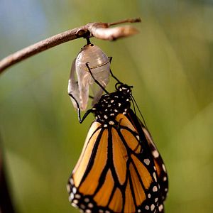 Foto Disneynature: Wings of Life