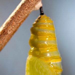 Foto Disneynature: Wings of Life