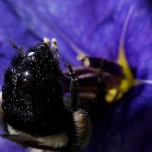 Foto Disneynature: Wings of Life
