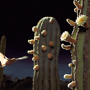Foto Disneynature: Wings of Life