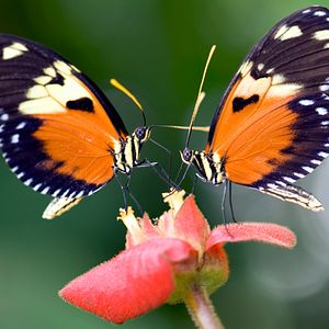 Foto Disneynature: Wings of Life