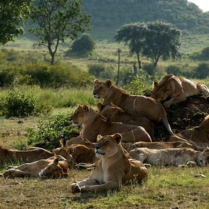 Foto Grandes Felinos Africanos: El reino del coraje