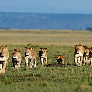 Foto Grandes Felinos Africanos: El reino del coraje