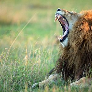 Foto Grandes Felinos Africanos: El reino del coraje