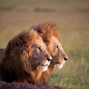Foto Grandes Felinos Africanos: El reino del coraje