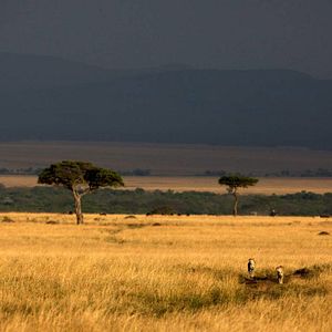 Foto Grandes Felinos Africanos: El reino del coraje